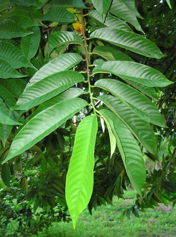 معرفی و راهنمای پرورش درختان میوه - بیریبای وحشی